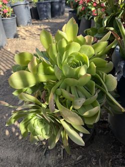 Plants