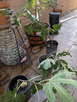 Dwarf Fig Trees