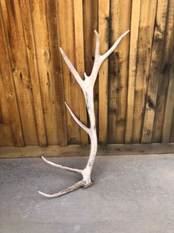 Elk Antler