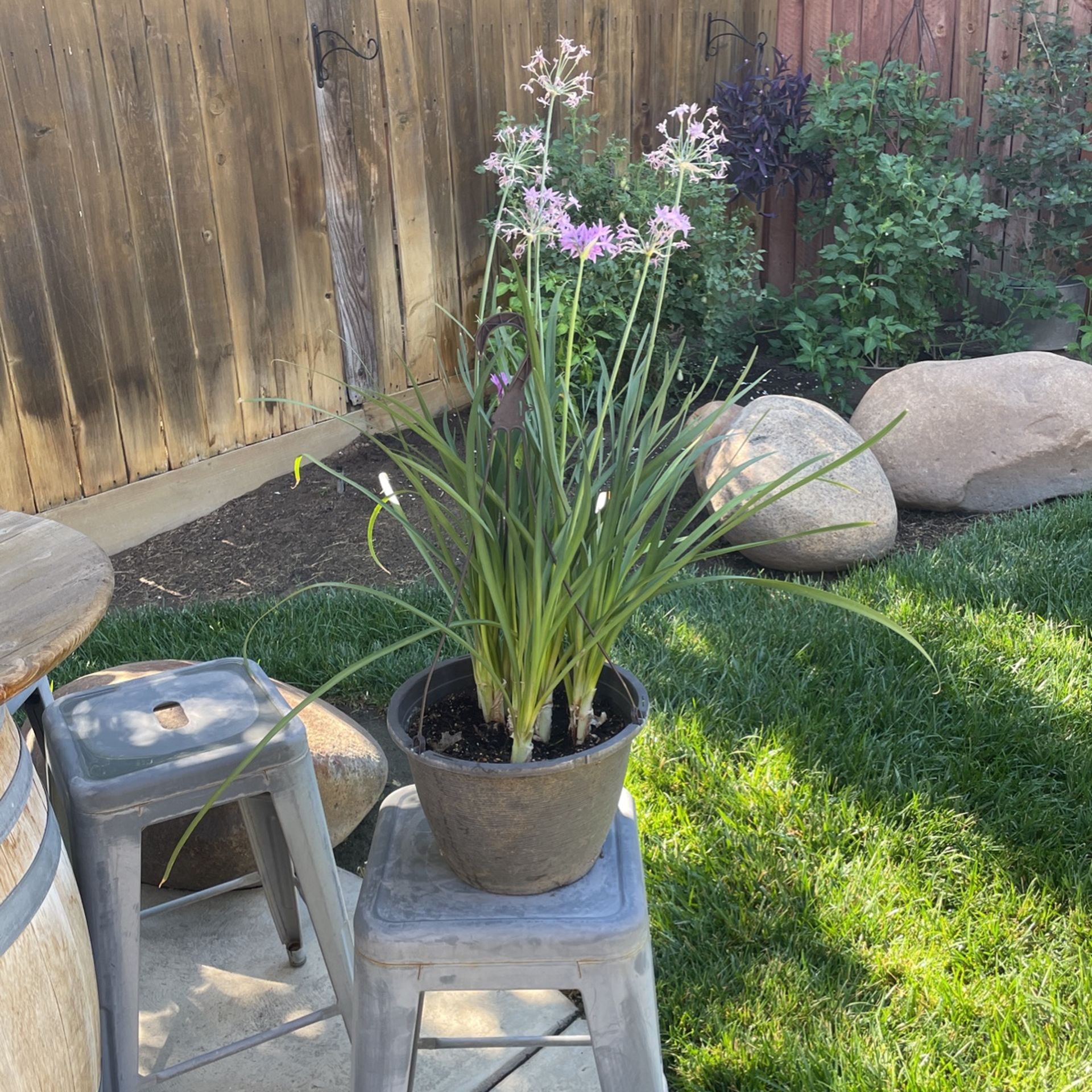Society Garlic Plant