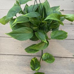 Golden Pothos.  Live plant comes in 6” nursery pot. ✅ profile for more 🪴