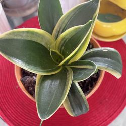 Laurentii Dwarf Snake Plant Indoor