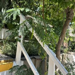 Plantas De Orégano Menta Mejorana Yerbabuena Tomillo Savila Albacar Ruda Romero Cola De Caballo Istafiate Epazote Lengua De Suegra 