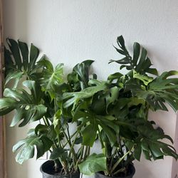 Mature Monstera Plant 
