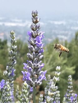 LAVENDER (ENGLISH) :   SPRAY (NATURAL DISTILLATE: FLORA WATER), SACHET (POTPOURRI) , DRYER, BOUQUET, ESSENTIAL OIL , PLANTS