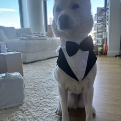 Dog Tuxedo XL