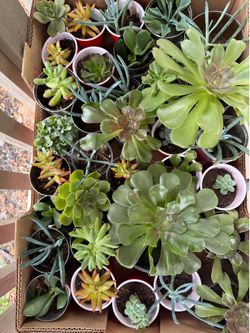 Assorted succulents one dollar each