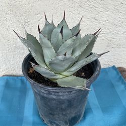 Agave Parryi Plant.