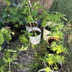 Papaya Plants