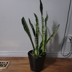 Snake Plant Sansaveria Plant in  Pot