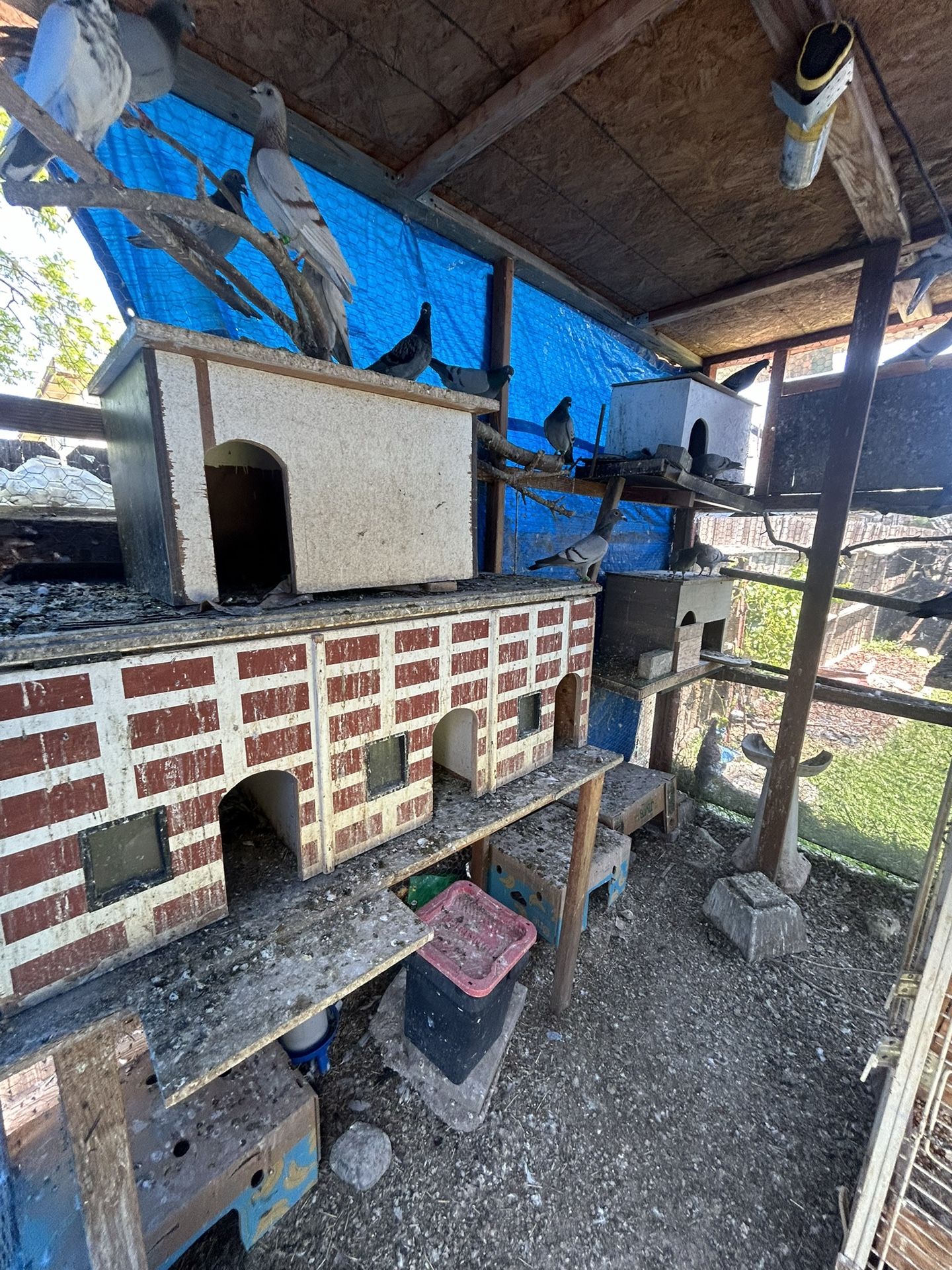 Pigeon Cage