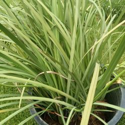 planta Cinbu narduds  $30 están Muy grandes