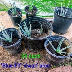 Blue Elf Dwarf Aloe