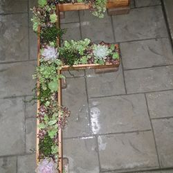 3 Ft  Letter F  wall Decor Live Succulents 