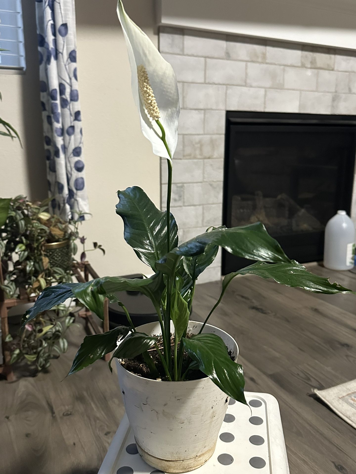 Peace Lily 