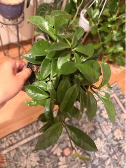 Plants for sale