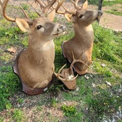 Taxidermy Deer