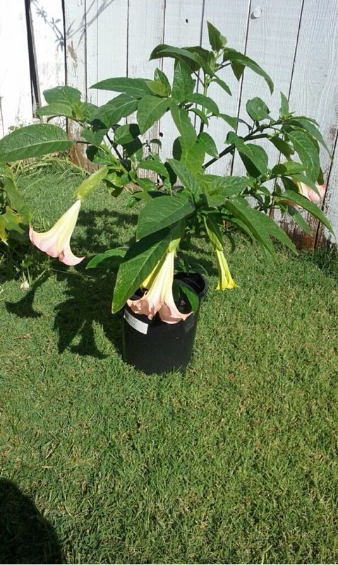 Florifundio