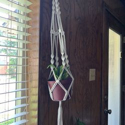 Plant with Macrame Holder