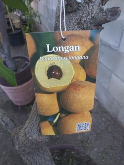 Longan dimocarpus longana
