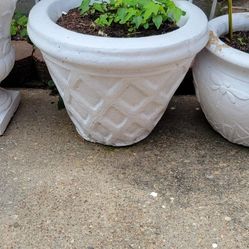 Papaya  Plant And Concrete Pot