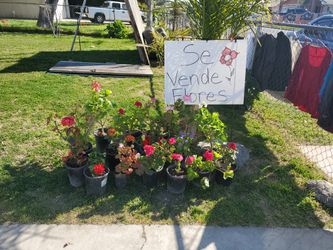 Plants And Flowers For Sale Starting At $3-$6