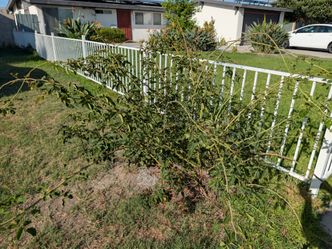 Free rose bush