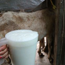 Leche De Chiva Fresca Fresh Goat Milk