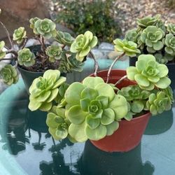 Aeonium Lilly Pad 