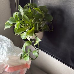 A Beautiful Plant For Sale