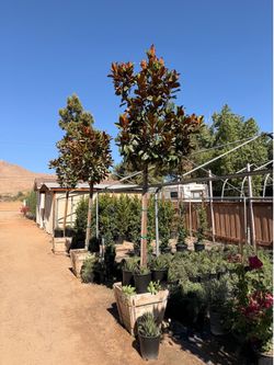 White flower magnolia trees 24 gal