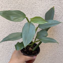 Beautiful Philodendron Silver Sword Plant 