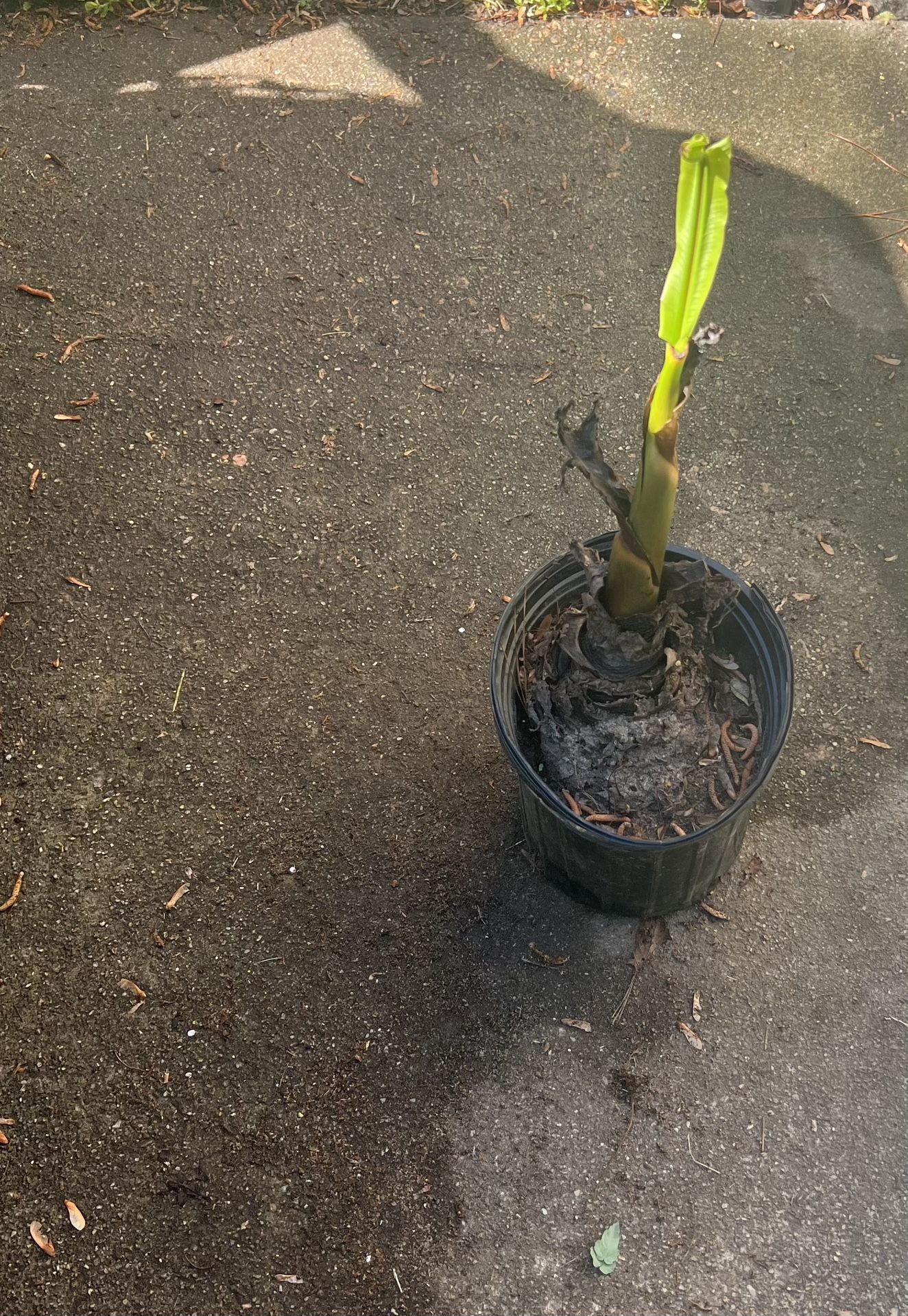 Cold Hardy Banana Plant (mother Plant Grows Bananas )