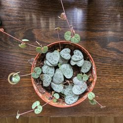 String Of Heart 