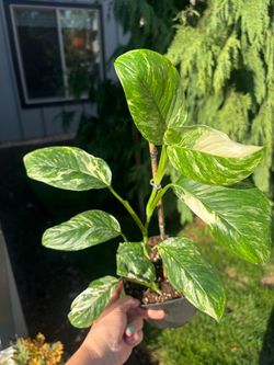 Monstera Lechleriana PRICE REDUCED