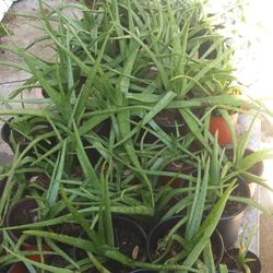Aloe Vera Plants