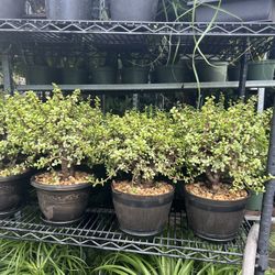 Bonsái Jade In 8” Pot. SPECIAL PRICE 🤩