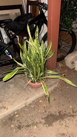 Large Potted Snake Plant