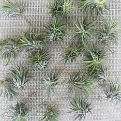 5 Air Plants Multisize