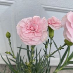Carnation Outdoor Plant, In 1 Gallón Pot Pick Up Only