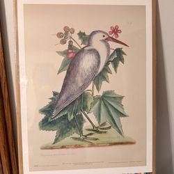 The Little White Heron 1749-73 Mark Catesby Black Box Collotype Print