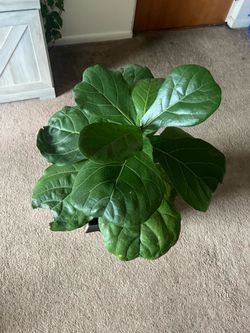 Fiddle-Leaf Fig,