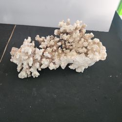  Natural Brownstem Coral