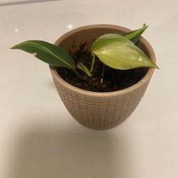 Heartleaf Philodendron in glazed ceramic pot with drain