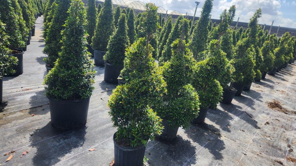 Spectacular Topiary Plants!!! Different Sizes And Prices!!! Desde $35