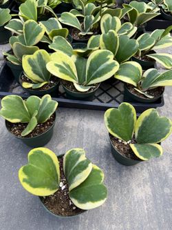 Hoya variegated Kerri