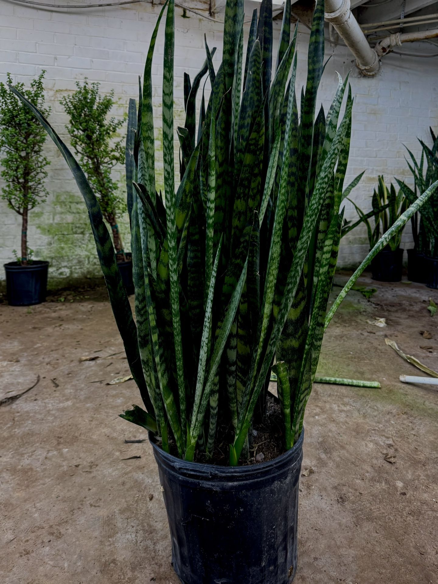 Snake Plant (6 Year Old)