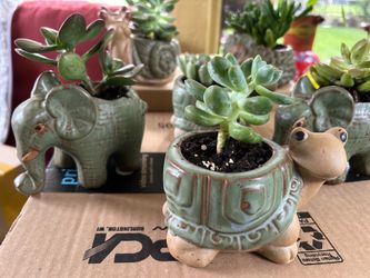 Succulent in a decor pot.
