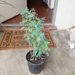 Ruda Pequeña/Small Ruda 