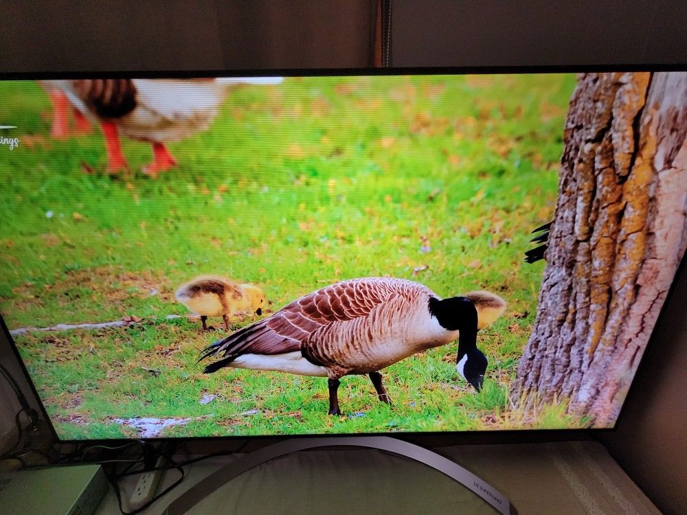 LG 65inches with Magic Remote